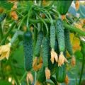 Características de la variedad de pepino guirnalda siberiana, características de cuidado.