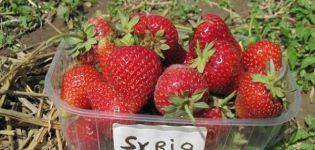 Popis a vlastnosti jahodové odrůdy Sýrie, pěstování a péče