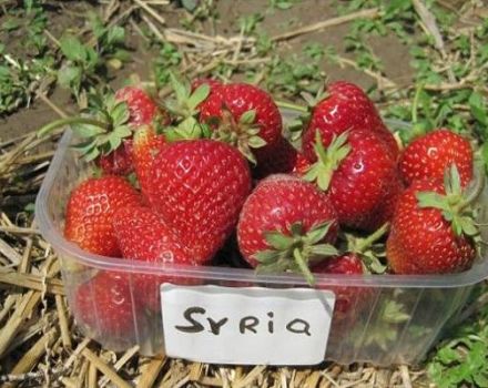 Descrizione e caratteristiche della varietà di fragole Siria, coltivazione e cura