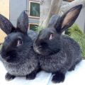 Beskrivelse og karakteristika for kaniner af Poltava-sølvrasen, pas på dem