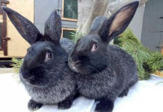 Descripción y características de los conejos de la raza plateada Poltava, cuídalos.