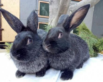 Beschreibung und Eigenschaften von Kaninchen der Poltava-Silberrasse, pflegen Sie sie
