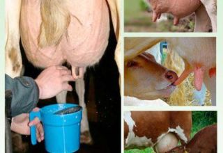Nên vắt sữa bao nhiêu lần trong ngày và một ngày cho bò và điều gì ảnh hưởng đến số lần vắt sữa