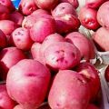 Kartupeļu šķirnes Red Scarlet apraksts, tās īpašības un raža