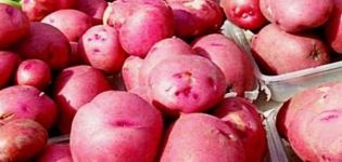 Opis sorte krumpira Red Scarlet, njegove karakteristike i prinos
