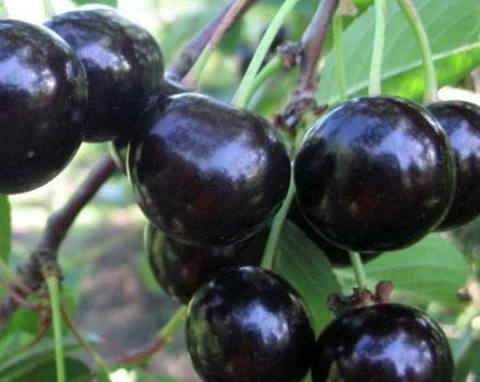 Popis odrůdy třešní Chernokorka, historie chovu a mrazuvzdornost