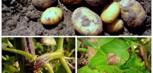 Causes of potato diseases, their description and treatment, control measures