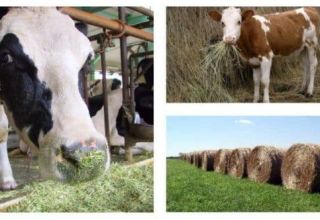How much hay does a cow need for a year, day and winter, how to calculate the amount
