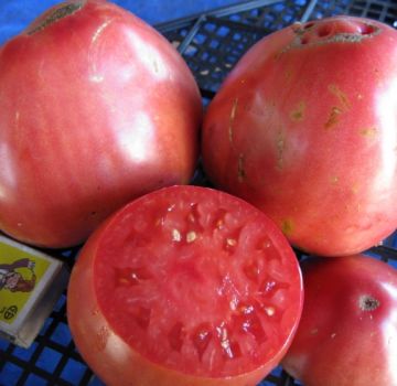 Karakteristike i opis sorte rajčice Sevruga ili Pudovik, njen prinos