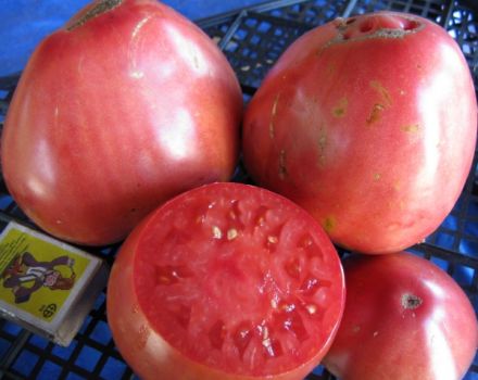 Kenmerken en beschrijving van de tomatenvariëteit Sevruga of Pudovik, de opbrengst