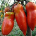 Đặc điểm và mô tả của giống cà chua Scarlet Mustang