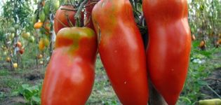 Characteristics and description of the tomato variety Scarlet Mustang
