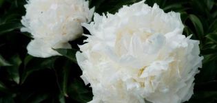 Description and characteristics of the Solange peony variety, the subtleties of growing and reproduction
