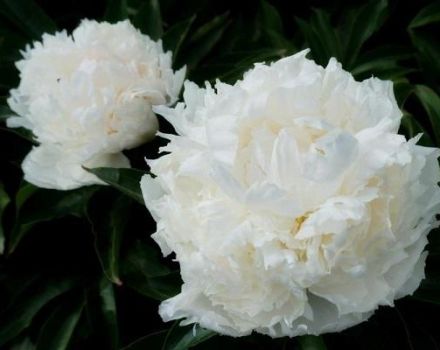 Description and characteristics of the Solange peony variety, the subtleties of growing and reproduction