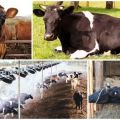 Pourquoi une vache transpire beaucoup, causes et traitements