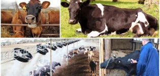 Prečo krava veľa potí, príčiny a liečby