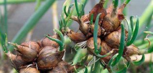 Planting, growing and caring for multi-tiered onions