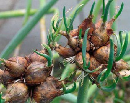 Planting, growing and caring for multi-tiered onions