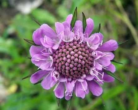 Description of the 20 best varieties of perennial scabiosa, growing from seeds