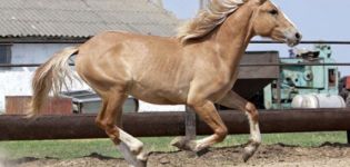 Description and features of horses of kauro suit, possible shades and rules of care