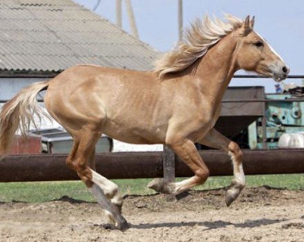 Kauro kostiumo arklių aprašymas ir ypatybės, galimi atspalviai ir priežiūros taisyklės