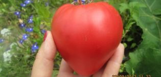 Kiniškų rausvųjų pomidorų veislės charakteristikos ir aprašymas, derlius