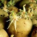 Aardappelen sneller laten ontkiemen voordat ze worden geplant