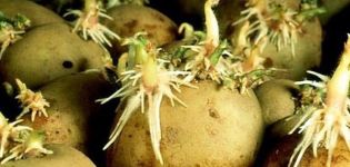 Cách làm cho khoai tây nảy mầm nhanh hơn trước khi trồng