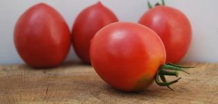 وصف صنف الطماطم Slavyanka وخصائصه وإنتاجيته