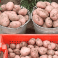 Kuvaus Rocco-perunalajikkeesta, suosituksia viljelyyn ja hoitoon