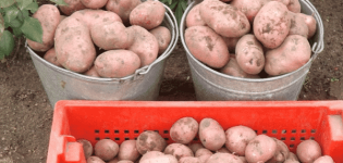 Rocco kartupeļu šķirnes apraksts, ieteikumi audzēšanai un kopšanai