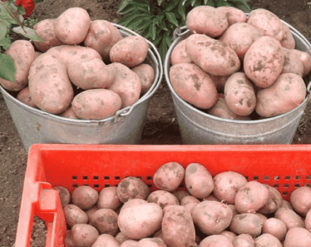 Descrizione della varietà di patate Rocco, raccomandazioni per la coltivazione e la cura