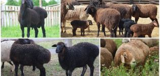 Descrizione e caratteristiche della razza ovina Edilbaevskaya, regole di allevamento