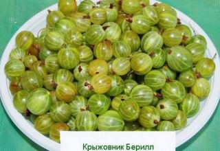 Characteristics and description of Beryl gooseberries, planting and care