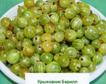 Beril bektaşi üzümlerinin özellikleri ve tanımı, ekimi ve bakımı