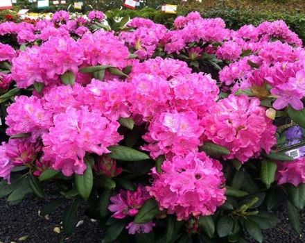 Beschreibung der Rhododendron-Sorte Roseum Elegance, Pflanz- und Pflegemerkmale