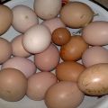 Hvorfor kyllinger undertiden lægger små æg, og hvordan man bedst løser problemet