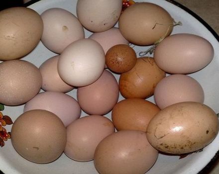 Af hvilke grunde lægger kyllinger undertiden små æg, og hvordan man bedst løser problemet