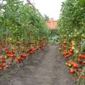 Die besten und produktivsten Sorten von hohen Tomaten, wenn sie für Setzlinge gepflanzt werden sollen