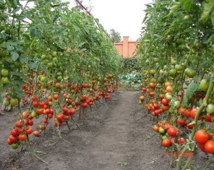 Labākās un ražīgākās augsto tomātu šķirnes, kad tos stādīt stādiem
