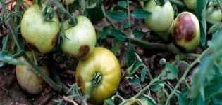 Control measures and prevention of stolbur (phytoplasmosis) of tomatoes