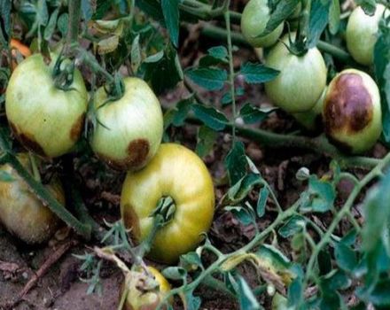 Kontrolné opatrenia a prevencia stolbur (fytoplasmóza) paradajok
