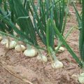 Beschreibung von Zwiebeln, Pflanzen, Anbau und Pflege auf freiem Feld