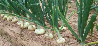 Beschreibung von Zwiebeln, Pflanzen, Anbau und Pflege auf freiem Feld