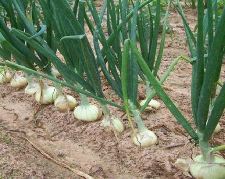 Descrizione delle cipolle, semina, coltivazione e cura in campo aperto