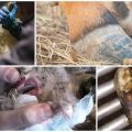 Eläinten nekrobakterioosin syyt ja oireet, nautojen hoito ja ehkäisy