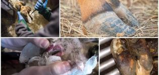Dzīvnieku nekrobakteriozes cēloņi un simptomi, liellopu ārstēšana un profilakse