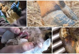 Årsager og symptomer på nekrobakteriose hos dyr, behandling af kvæg og forebyggelse