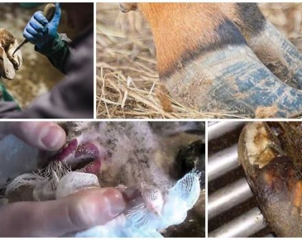 Przyczyny i objawy nekrobakteriozy zwierząt, leczenie i profilaktyka bydła