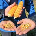 The best varieties of feed corn, how to distinguish from food